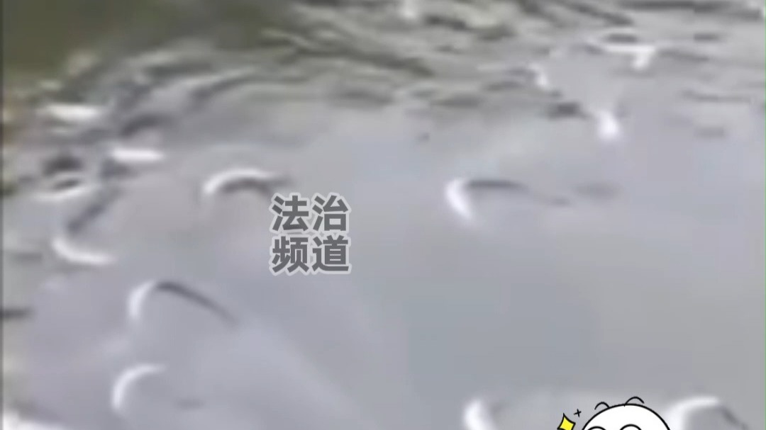 男子水池捞鱼 鱼群瞬间围上来 网友：年轻人不要沉迷捞鱼 要努