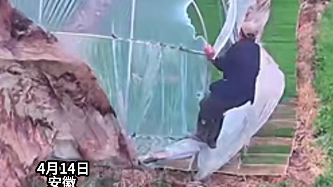 大风来袭农民大爷的大棚岌岌可危，大爷在要大棚和要命之间选择