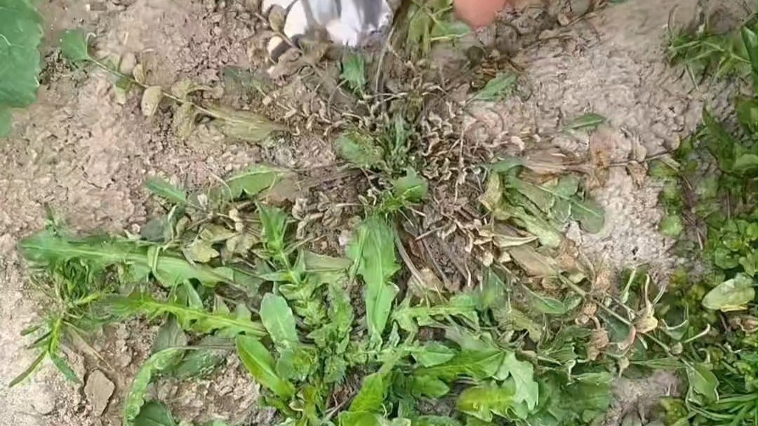 食用后脸肿到无法见人？这些野菜可能导致植物日光性皮炎。#威