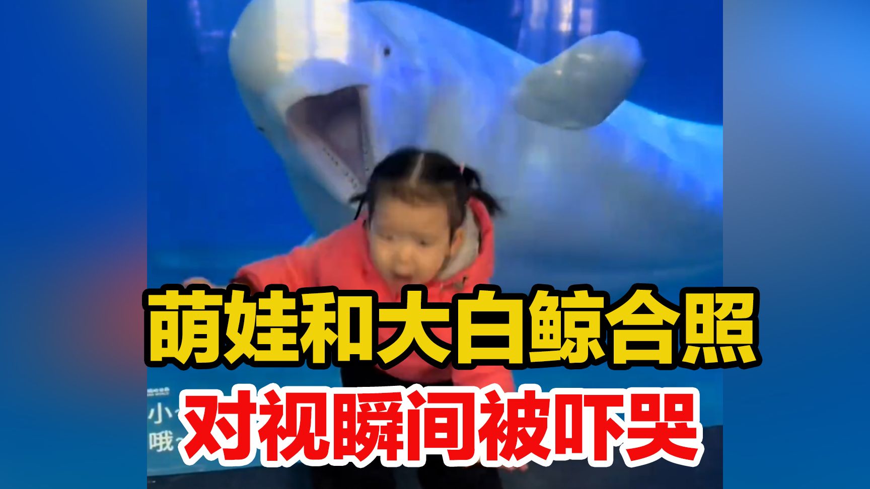 萌娃大老远特意来和大白鲸合照，回头对视一眼 瞬间被吓哭