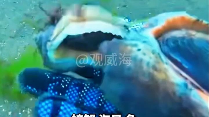 8月14日，山东威海。赶海界的“天花板”在威海！当别人在沙滩上