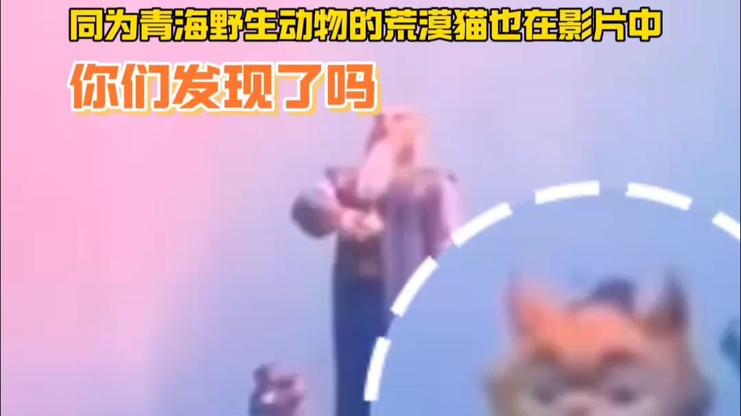 《哪吒之魔童闹海》土拨鼠爆火，同为青海野生动物的荒漠猫也在