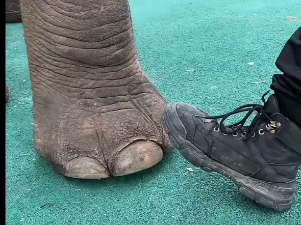 大象走路的时候就像是踩着高跟鞋