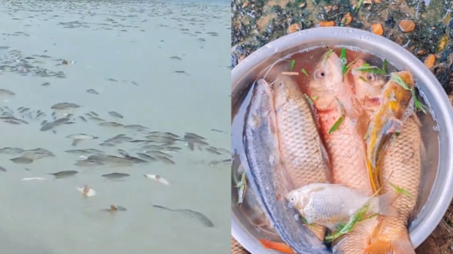 鄱阳湖退水大量鱼搁浅村民提盆捡鱼，渔政：不建议捡，禁止买卖