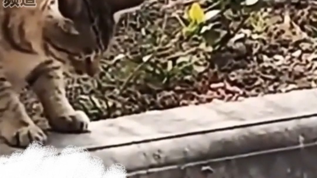 野生狸花猫碰上蛇 网友：这猫是个左撇子