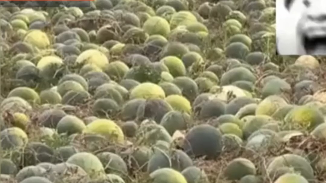 一直好奇这么多瓜籽哪里来的 这下终于知道答案了！