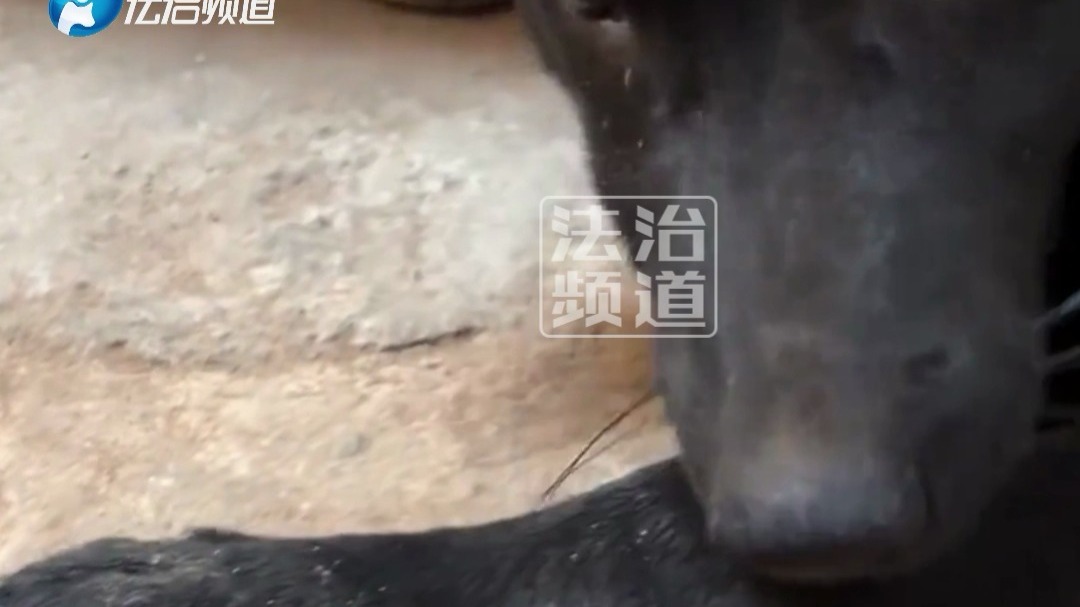 男子用打火机电正在睡觉的狗子 醒来后没有起床气很温柔