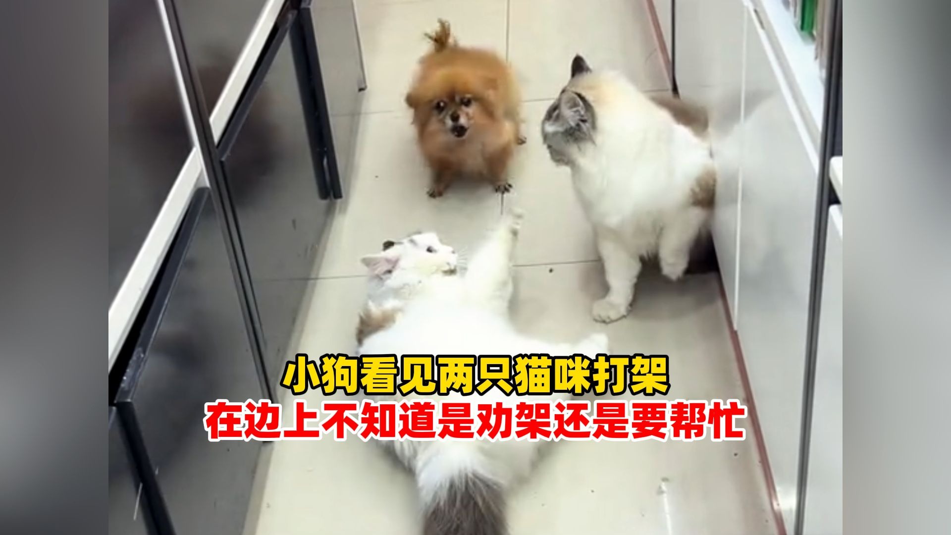 小狗看见两只猫咪打架，在边上不知道是劝架还是要帮忙，猫：让你多