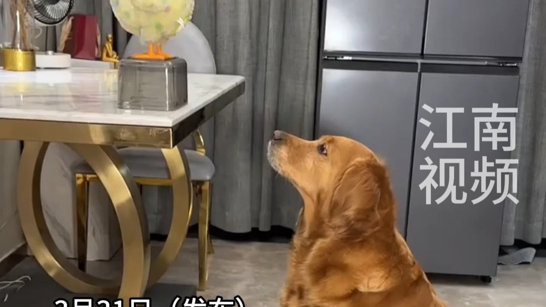 3月31日（发布）河南，小鸡下蛋玩具，狗子爱上了这种特殊吃饭方式”，