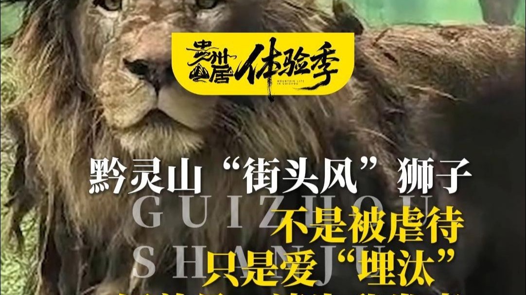 黔灵山“街头风”狮子不是被虐待，只是爱“埋汰”，饲养员：请为我