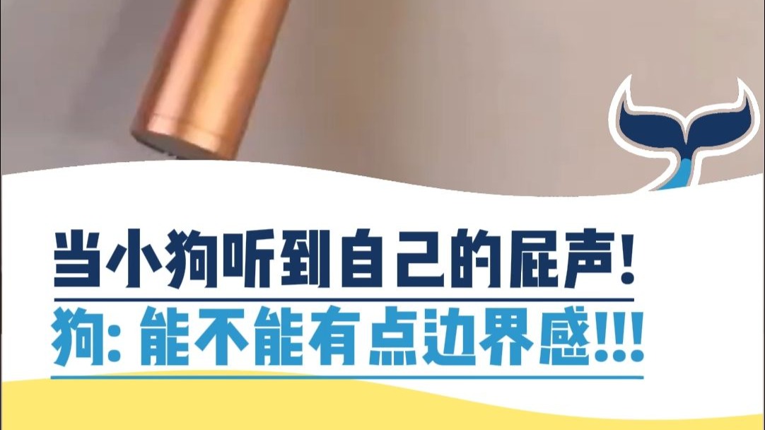 当小狗听到自己的屁声！狗：能不能有点边界感！