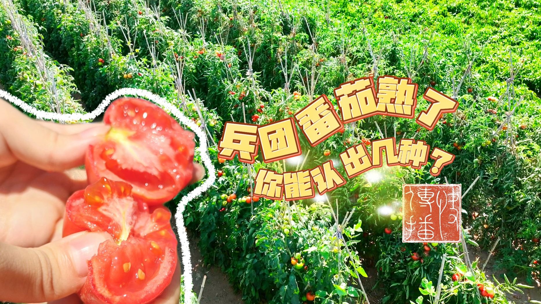 快传播 | 兵团番茄熟了，你能认出几种？快来猜猜吧！