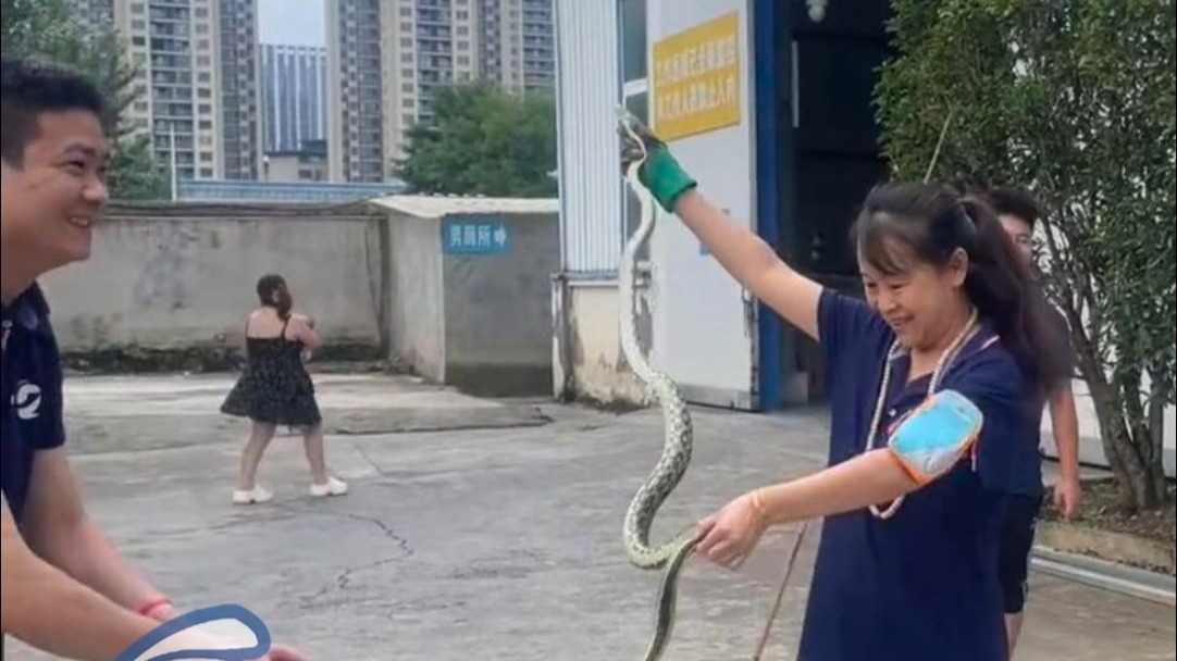 手舞银蛇，迈着六亲不认的步伐，贵阳女子徒手抓起一米八菜花蛇！