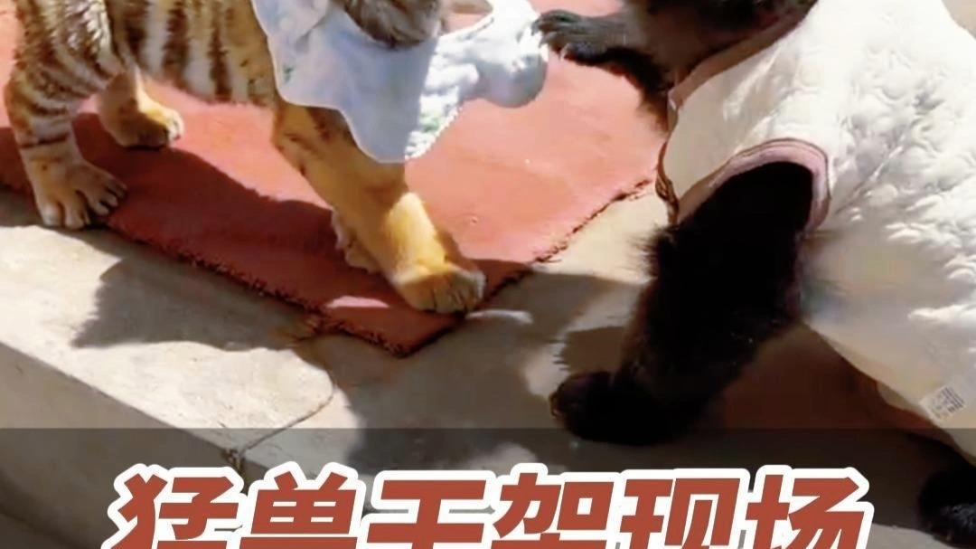 近日，山东威海。小老虎小棕熊巡游彩排干架，太“凶猛”了！
