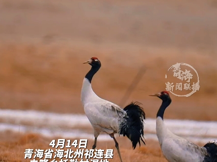 黑颈鹤飞落央隆乡 候鸟春日秀 这舞姿我给你满分