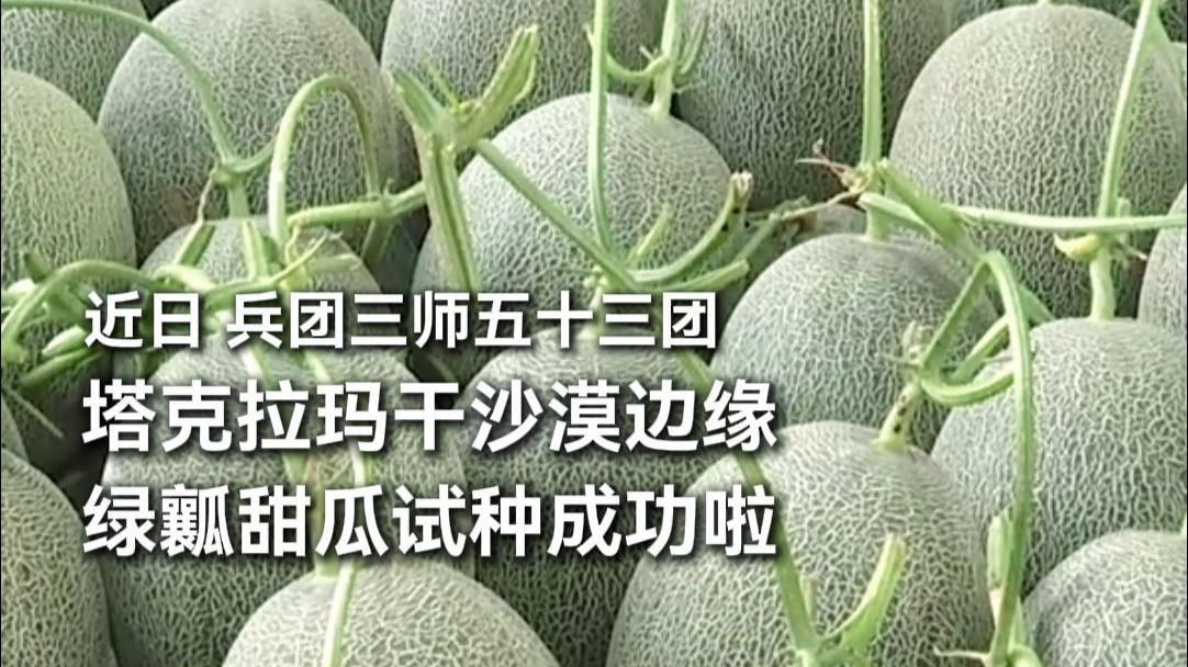 兵团三师五十三团绿瓤甜瓜试种成功啦。 兵团三师五十三团绿瓤甜瓜试种成功啦。