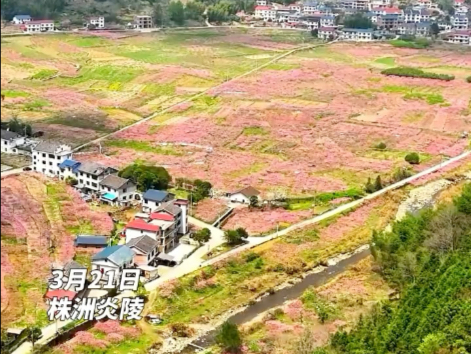 炎陵十万亩黄桃花正开！六条趣玩路线总有一款适合你。#2025年