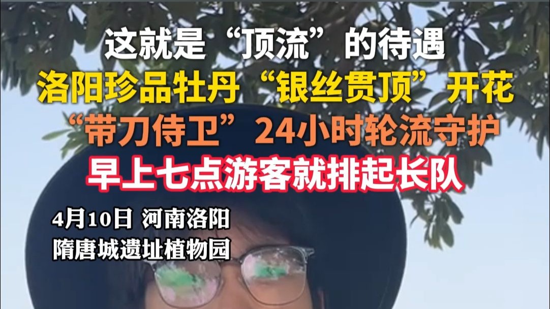 这就是“顶流”的待遇，洛阳珍品牡丹“银丝贯顶”开花，“带刀侍