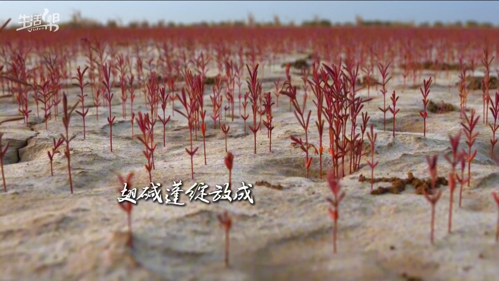 国际森林日｜“绿肺”，是生命的摇篮，更是我们共同守护的家园。