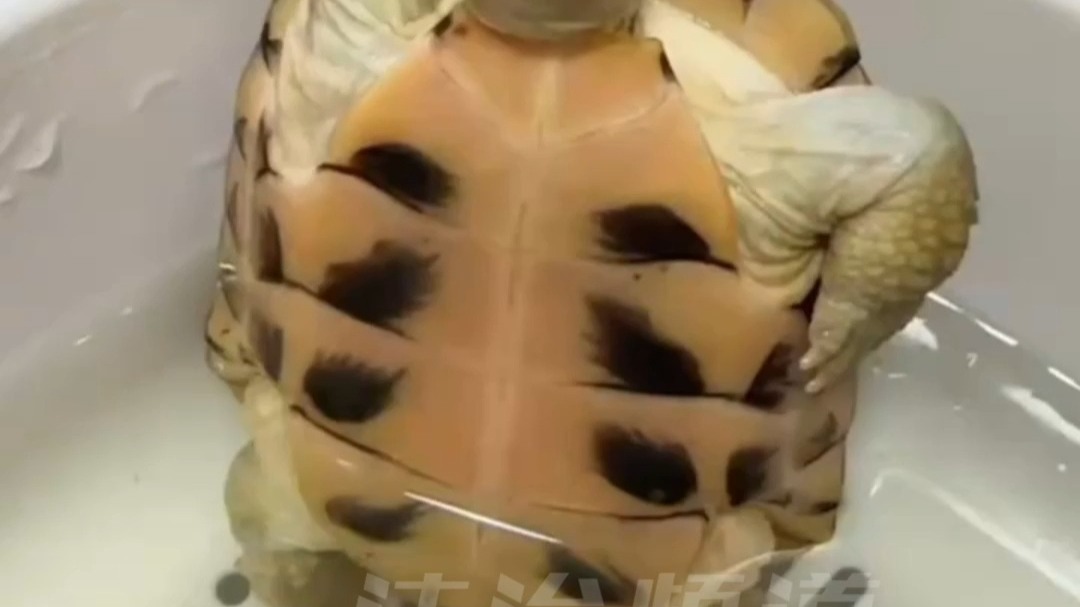 广西一女生养了只很有个性的乌龟 网友:这小东西还有八块腹肌