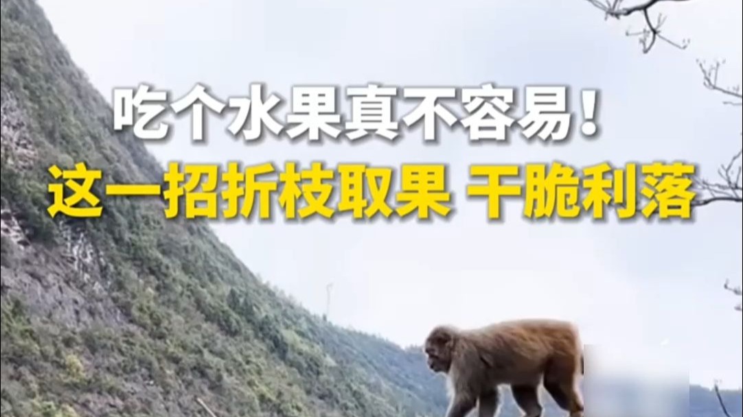吃个水果真不容易！网友拍到猕猴摘水果，技术娴熟、干脆利落