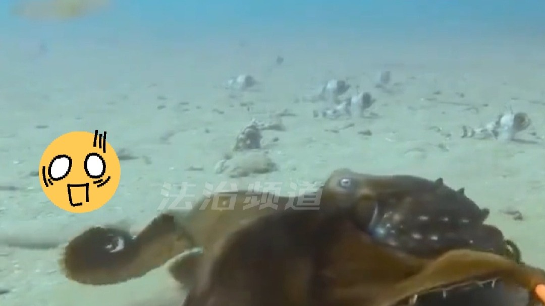 水下摄像机拍下极为罕见一幕   一只章鱼正在捕食鲨鱼