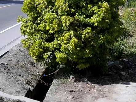 女子驾车行驶撞上路边树后，第一时间下车给爸爸解救出来！
