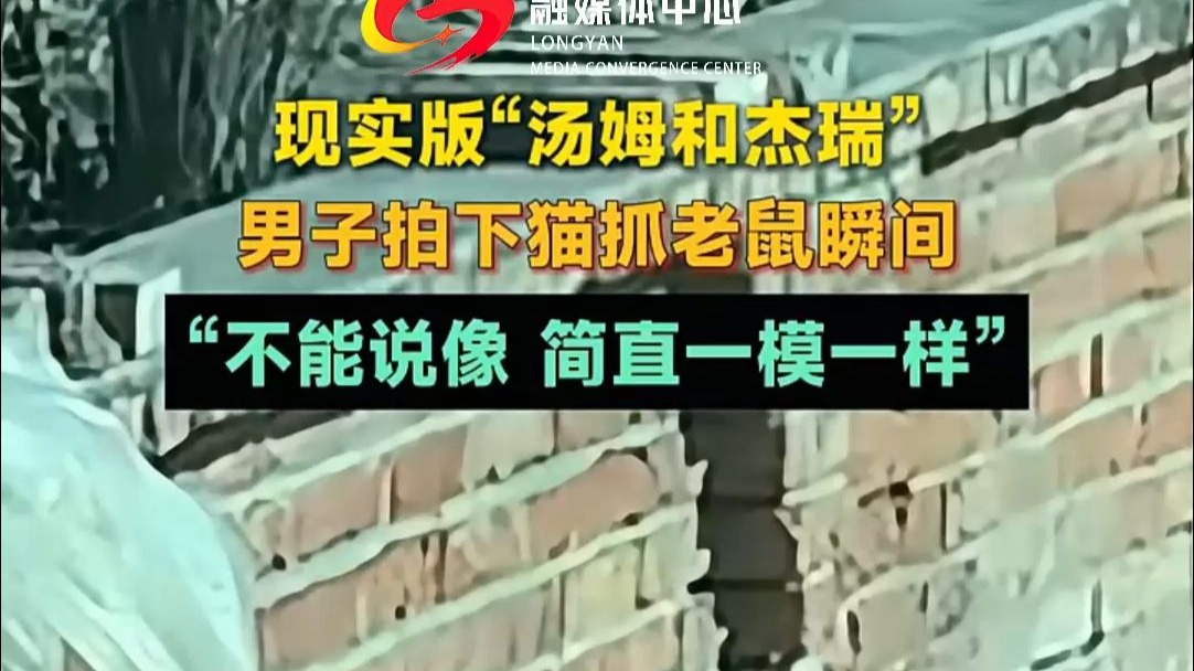 现实版“汤姆和杰瑞”，男子拍下猫抓老鼠瞬间。“不能说像，简直