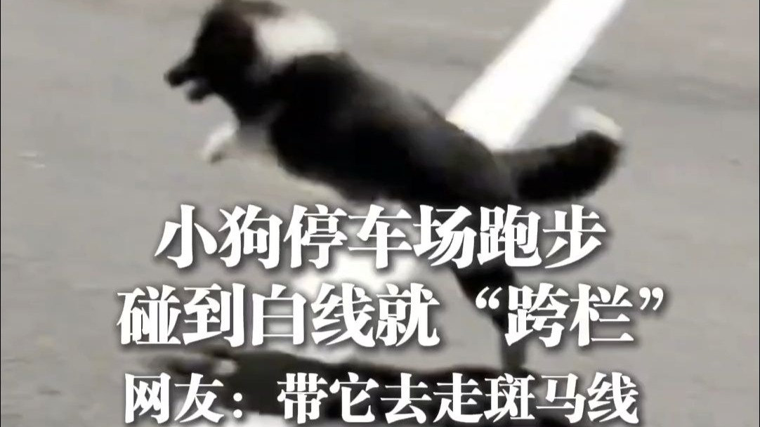小狗停车场跑步，碰到白线就“跨栏”