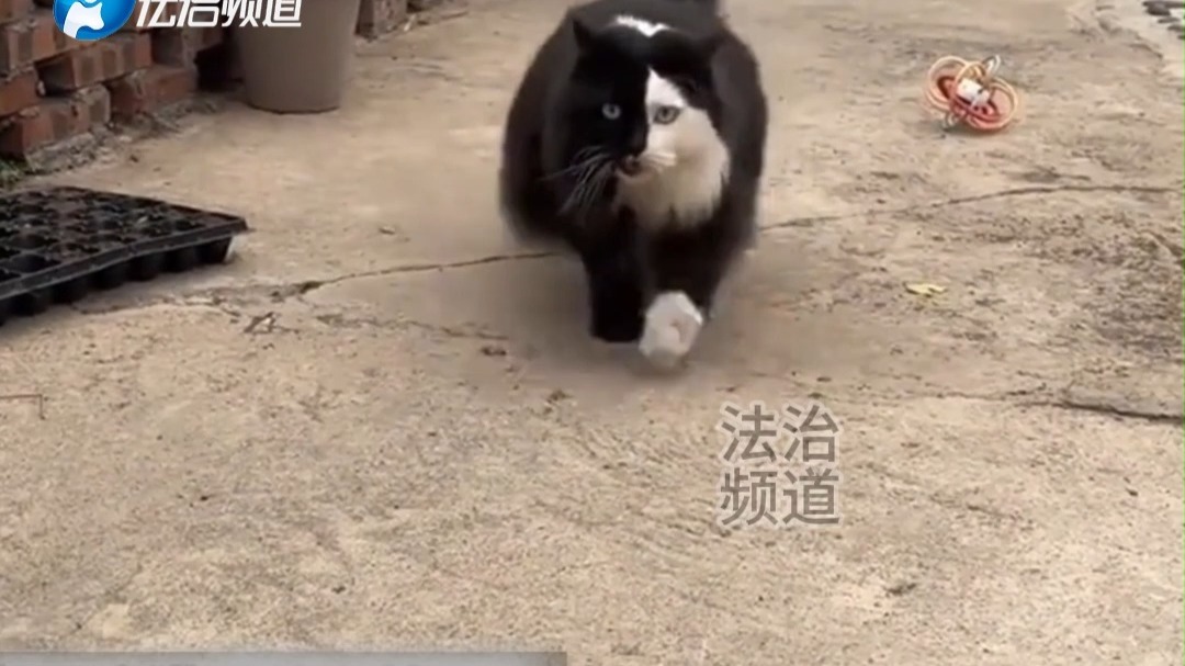 女子家里这猫是什么情况，叫声和长相都是相当奇特！