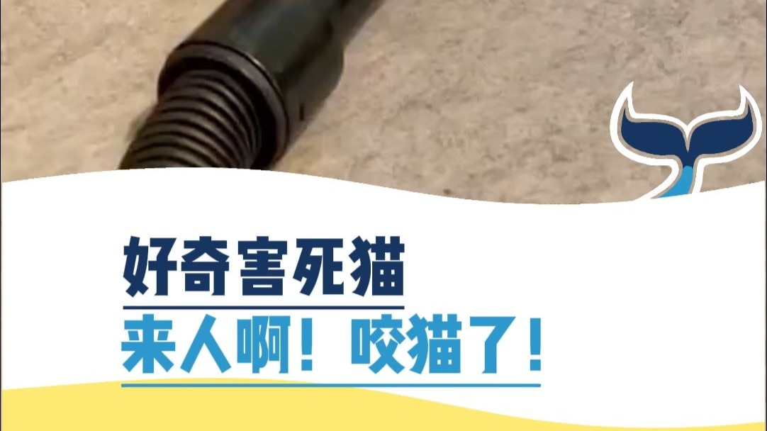 好奇害死猫，来人啊！咬猫了！