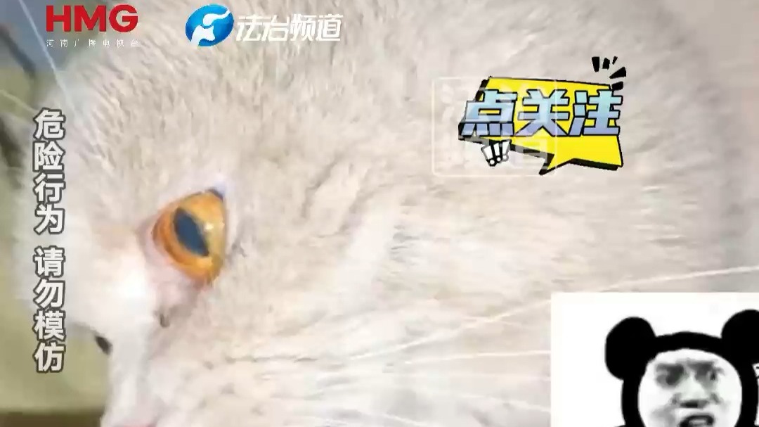 猫咪紧紧咬住主人胳膊 网友：看着就疼