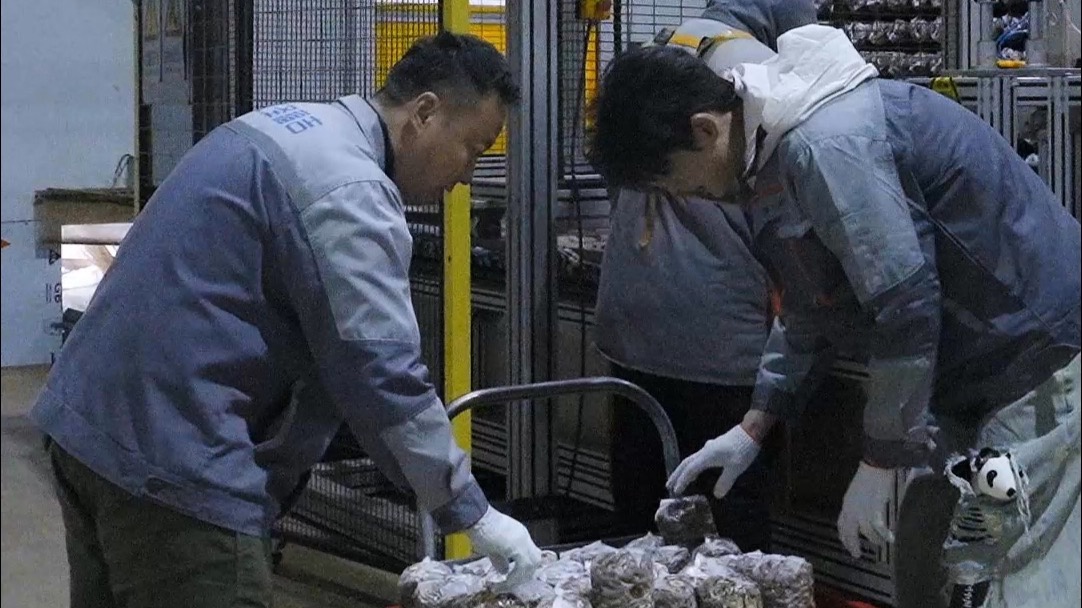 郭品超、张晓谦、俞更寅体验青岛菌菇设施农业！