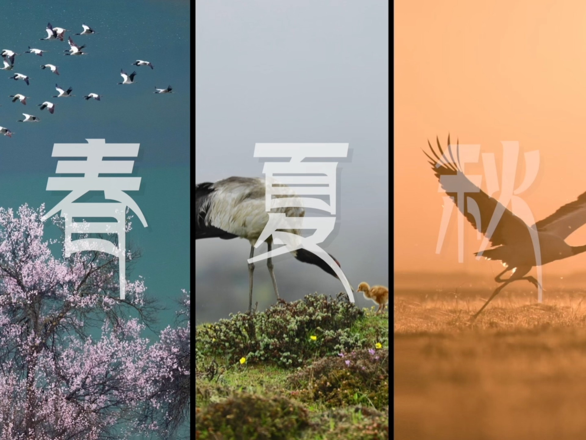创意视频｜照片里的黑颈鹤飞起来了！
