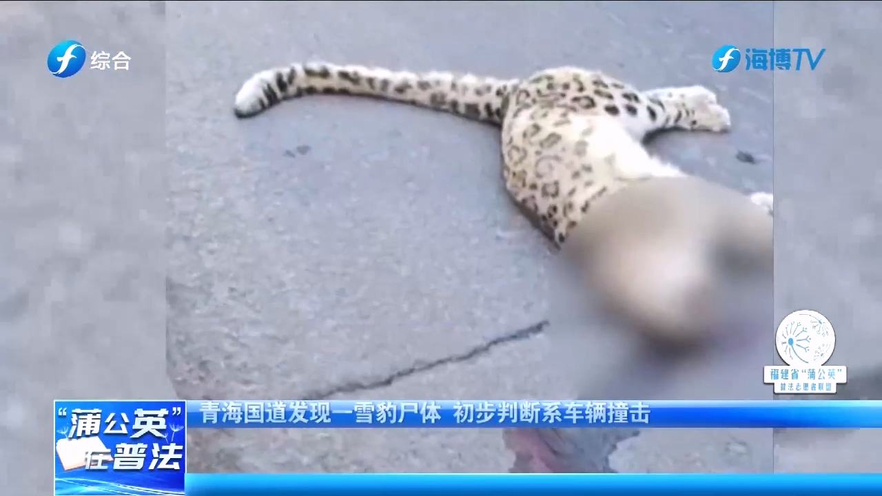 青海国道现雪豹尸体，疑生前遭车撞击？肇事者或面临这些法律风险