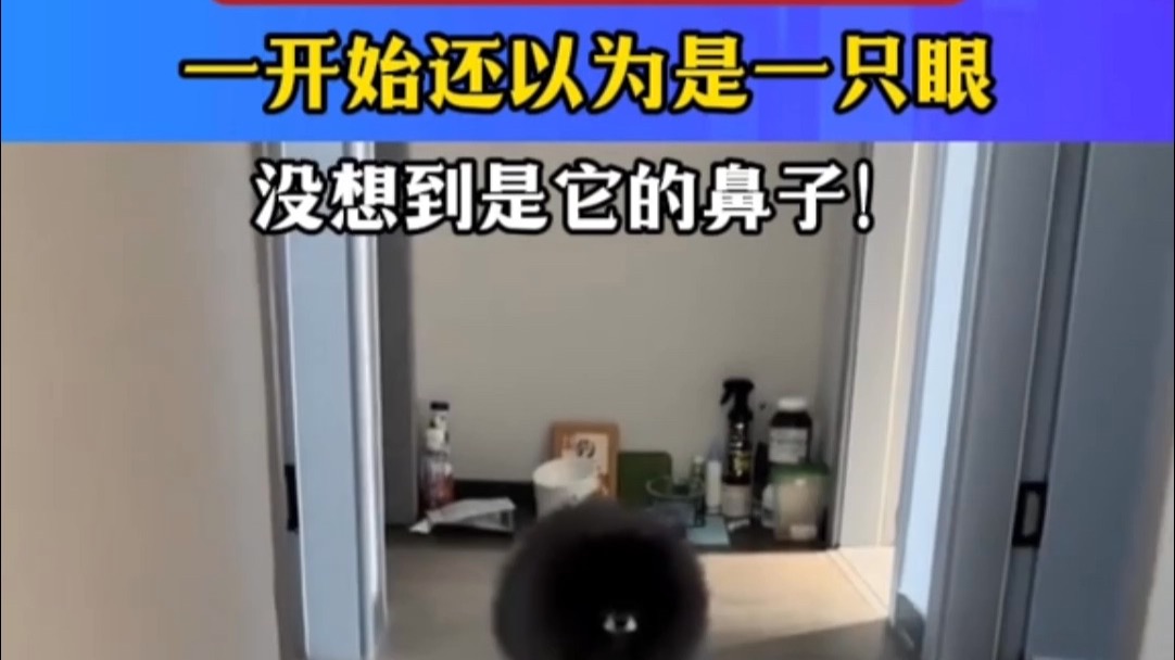 黑黑的“煤球”小狗，一开始以为是一只眼没想到是它的鼻子！