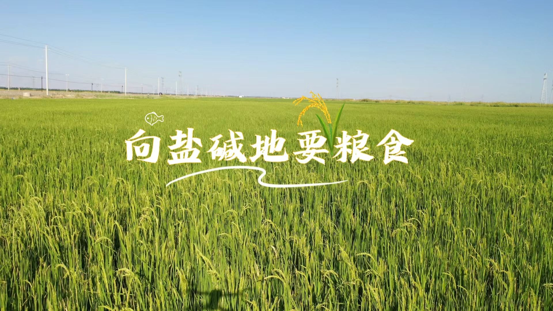 微视频 | 向盐碱地要粮食