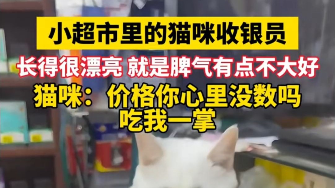 小超市里的猫咪收银员，长得很漂亮，就是脾气有点不大好。