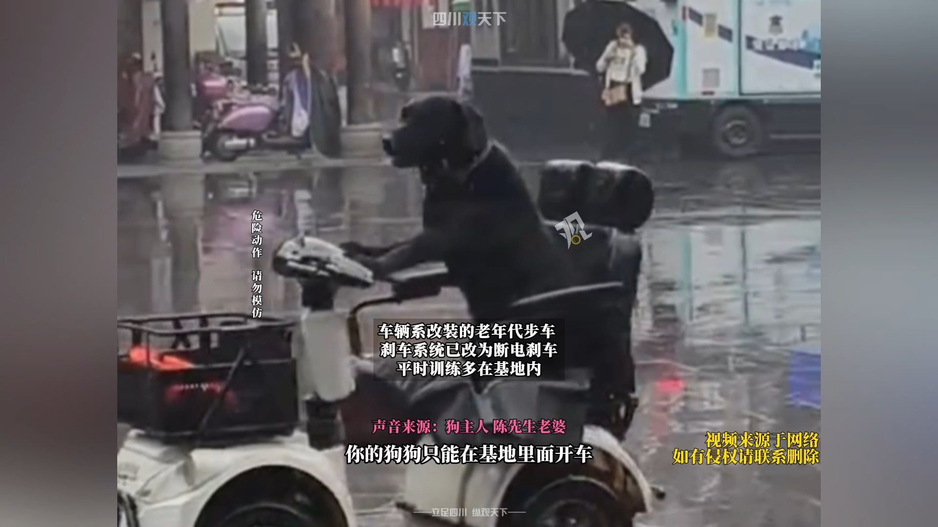这能行?拉布拉多独自开车上路,引热议! 这能行?拉布拉多独自开车上路,引热议!
