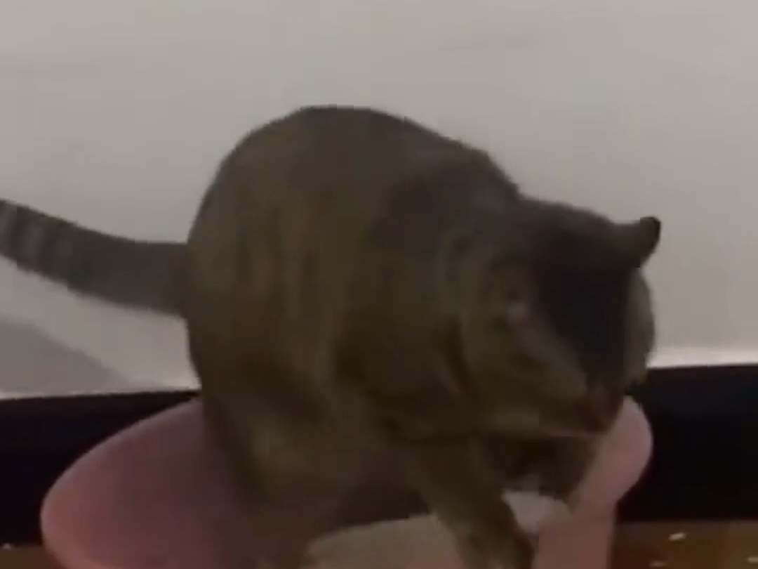 猫咪怎么都没想到上个厕所还能翻车吧