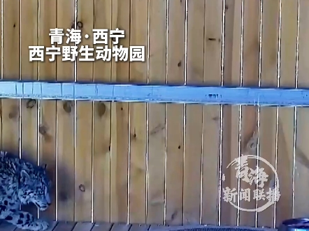 “凌小蛰版”广播体操 预备～开始！