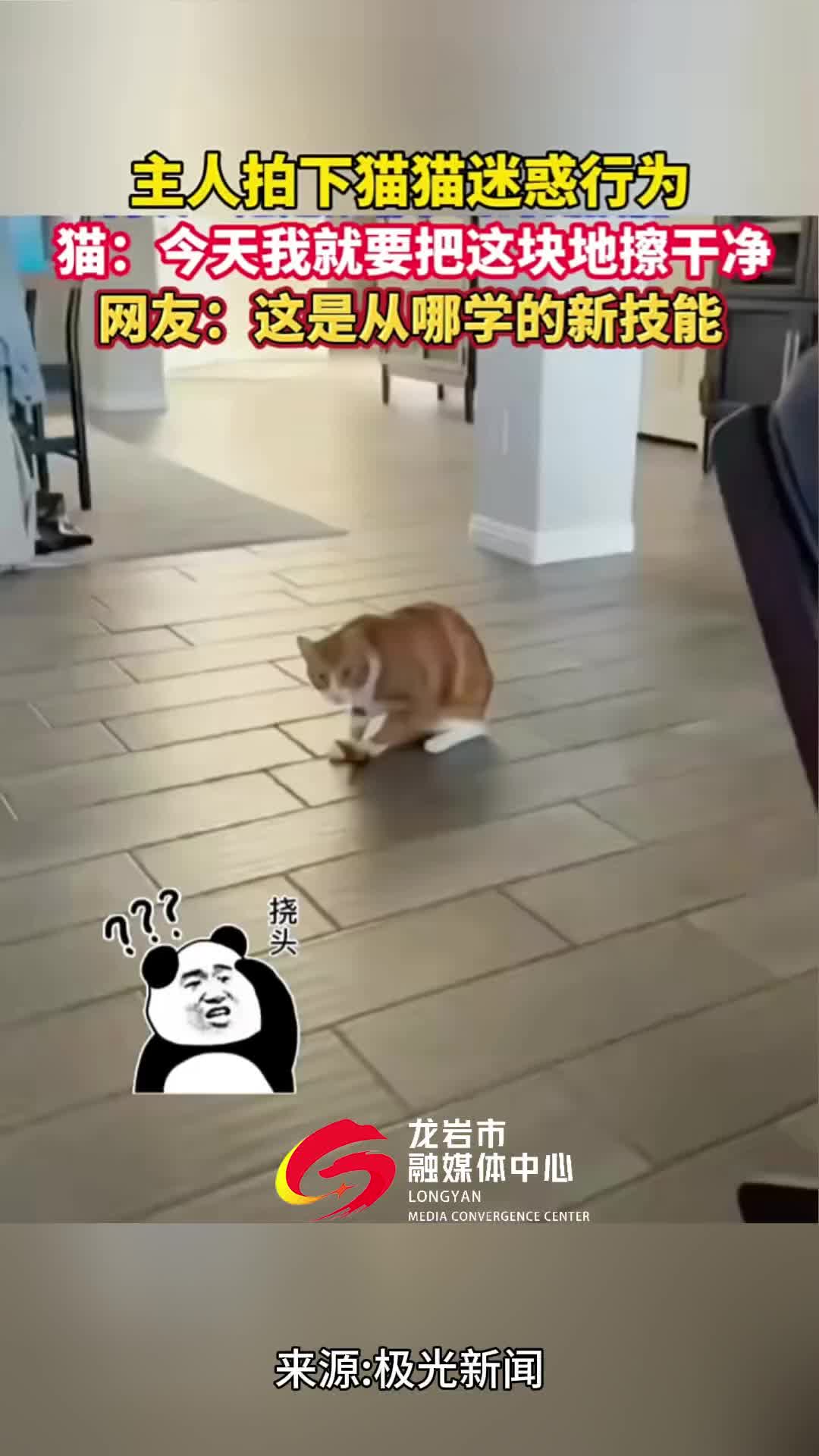 主人拍下猫猫迷惑行为，猫：今天我就要把这块地擦干净！