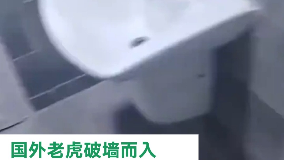 国外老虎屋内破墙而入  网友：这难度是“壁虎”！？？