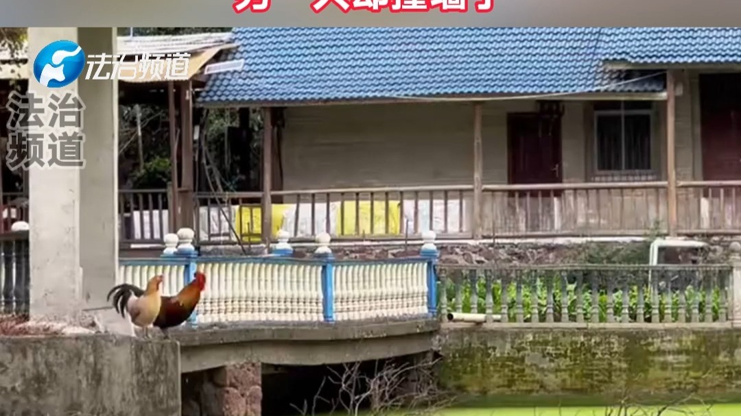 两只鸡飞跃水面 一只鸡平稳着陆 另一只却撞墙了
