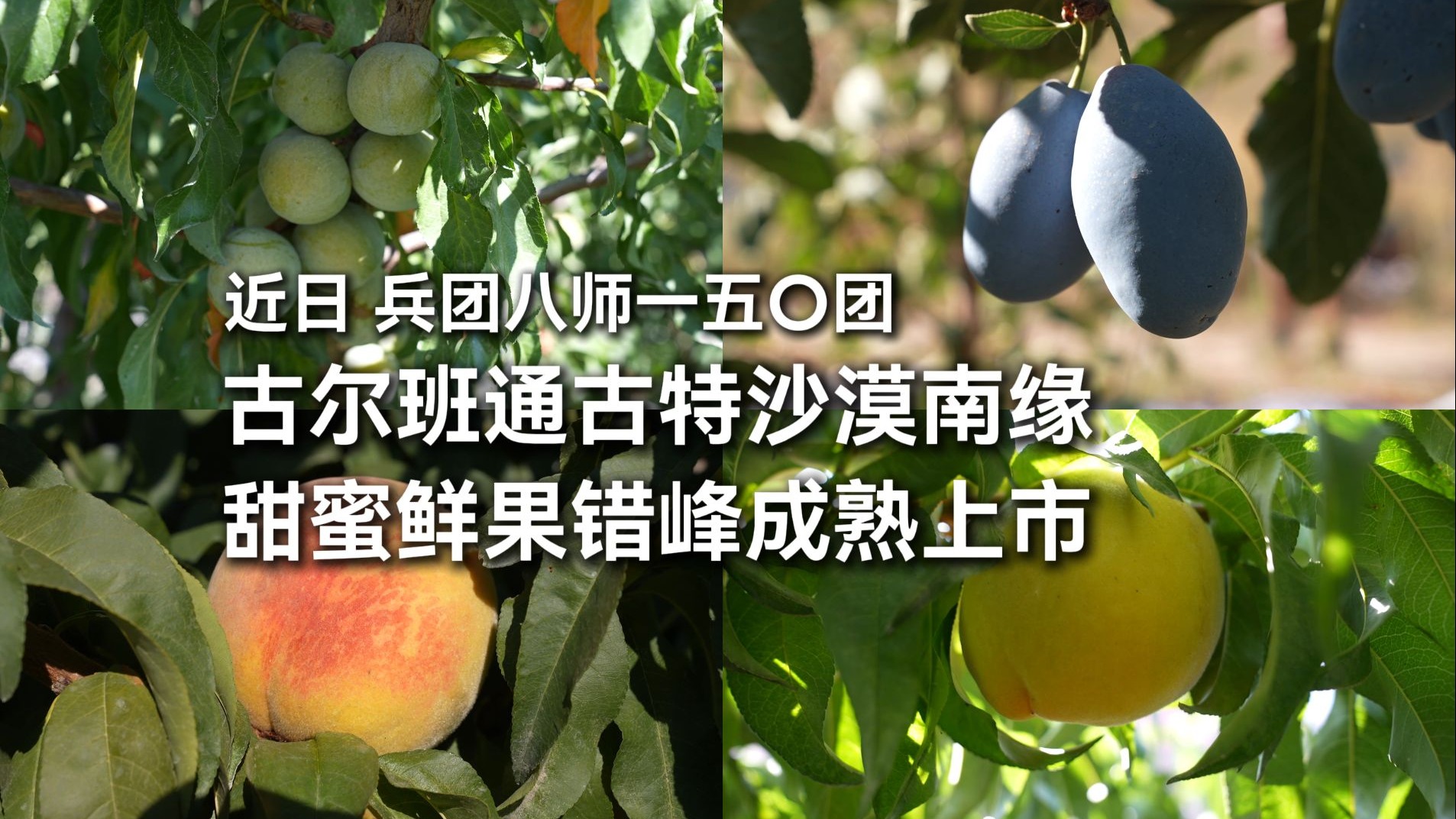 “甜蜜风暴”来袭！小编被兵团这波错峰成熟的甜蜜鲜果“硬控”
