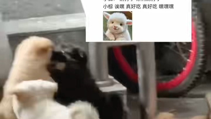 几只小狗在一起各有各的事  有的打架劝架  有的在旁边偷吃  