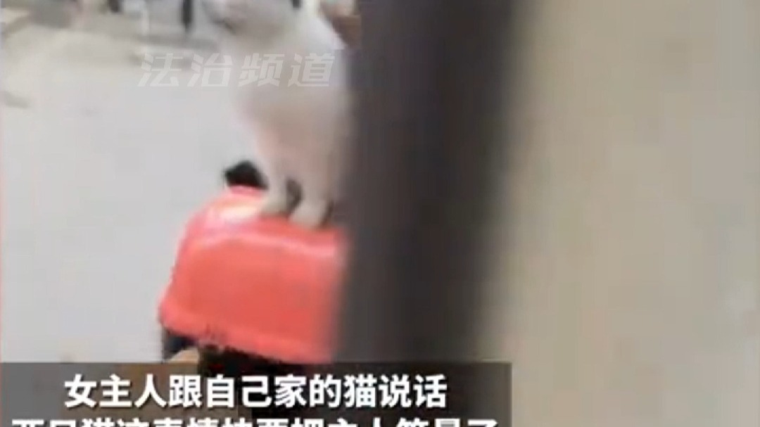 女主人跟自己家的猫说话  两只猫这表情快要把主人笑晕了