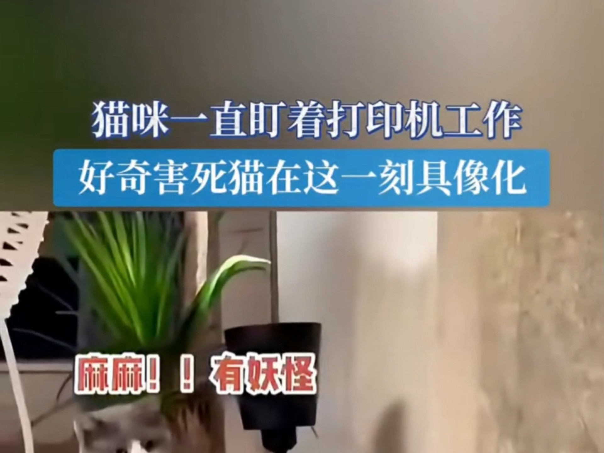 猫咪一直盯着打印机工作 好奇害死猫在这一刻具象化了