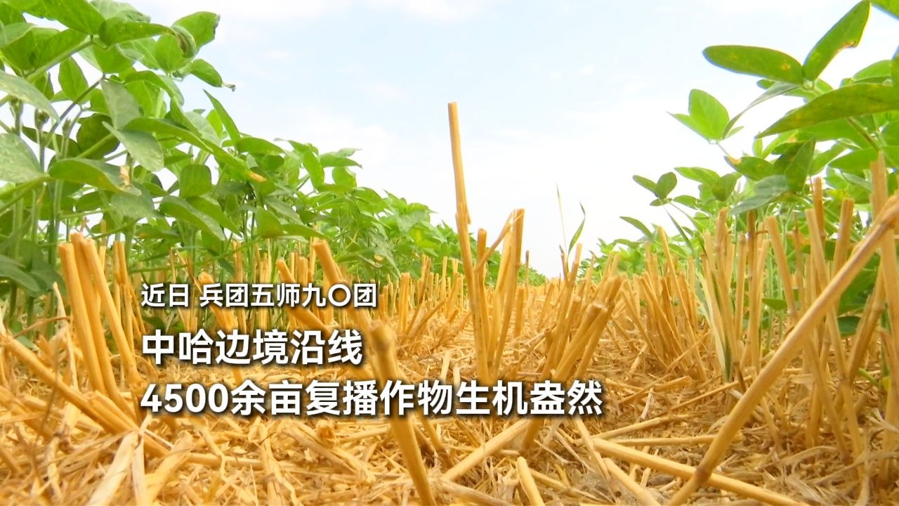 “一年两季”种植模式显成效！近日，兵团五师九〇团4500余亩复播