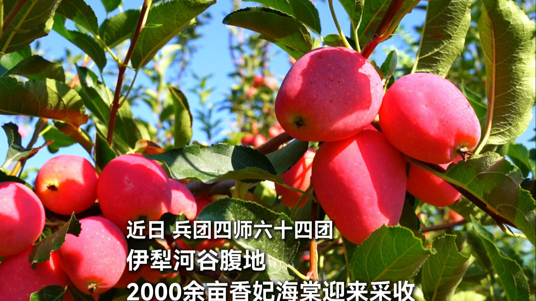 四师六十四团2000余亩香妃海棠迎来采收